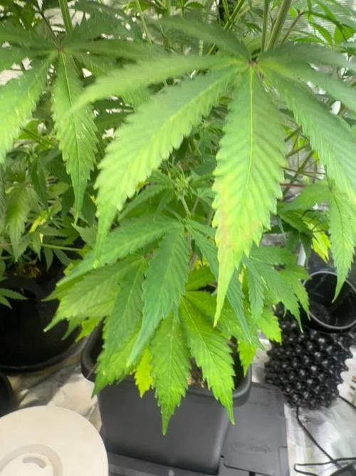 Blueberry Zkittlez [Sensi Seeds]