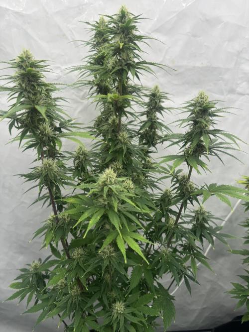 Fast Buds [420] Auto Run. Week 8