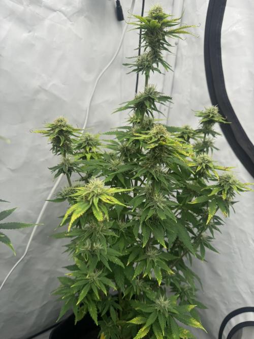 Fast Buds [420] Auto Run. Week 8