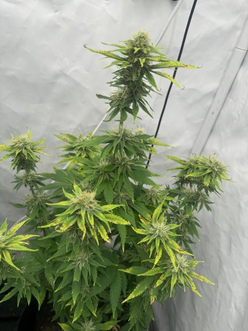 Fast Buds [420] Auto Run. Week 8