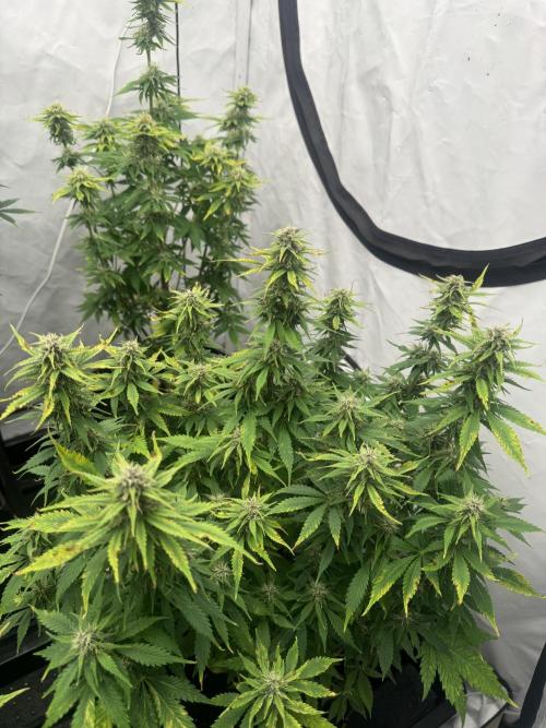 Fast Buds [420] Auto Run. Week 8