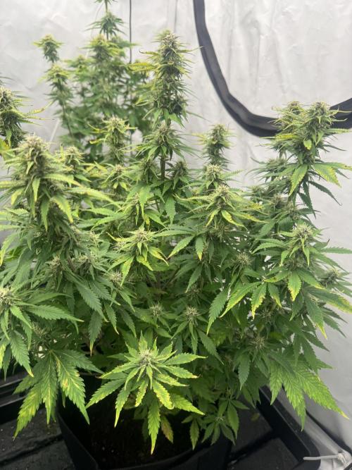 Fast Buds [420] Auto Run. Week 8