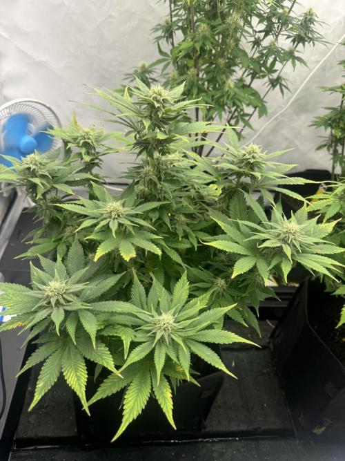 Fast Buds [420] Auto Run. Week 8