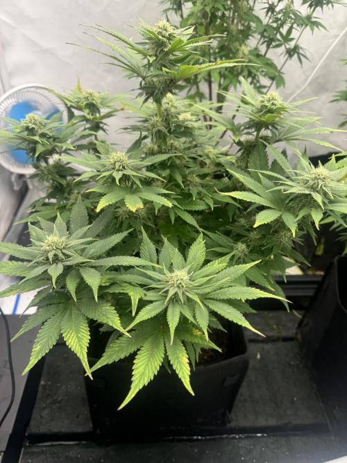 Fast Buds [420] Auto Run. Week 8
