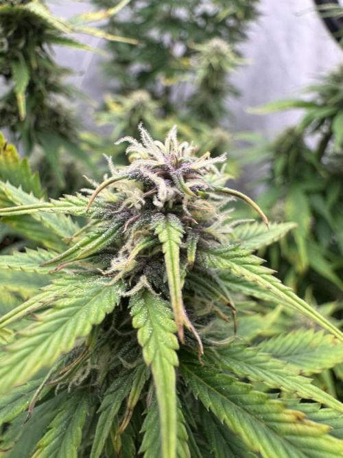 Fast Buds [420] Auto Run. Week 8