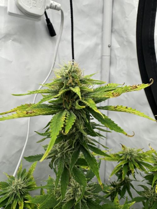 Fast Buds [420] Auto Run. Week 8