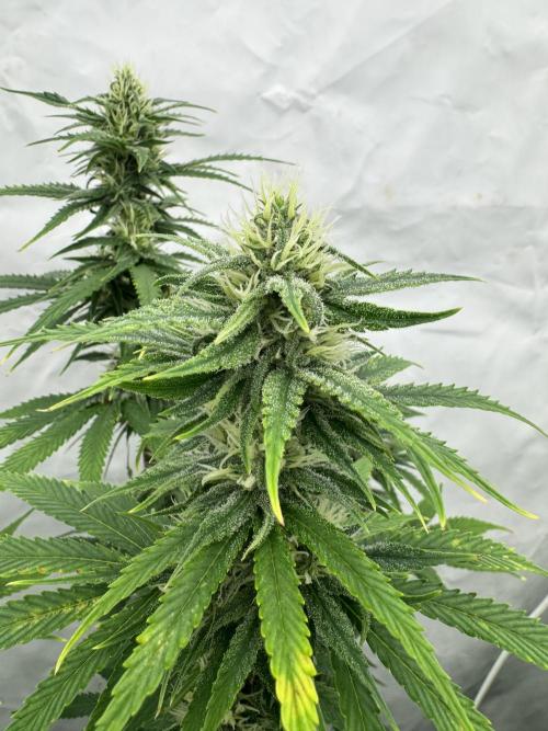 Fast Buds [420] Auto Run. Week 8