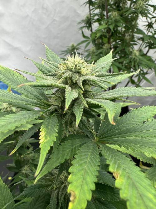 Fast Buds [420] Auto Run. Week 8