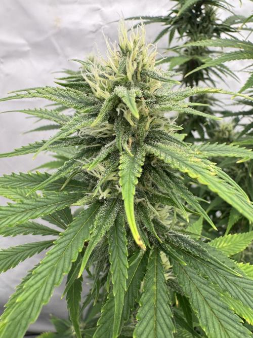 Fast Buds [420] Auto Run. Week 8