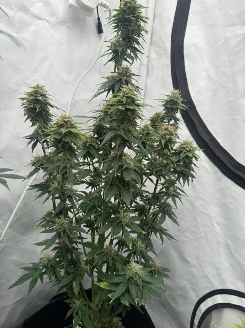 Fast Buds [420] Auto Run. Week 10