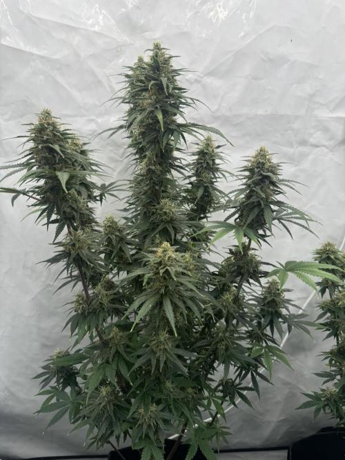 Fast Buds [420] Auto Run. Week 10