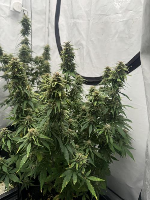 Fast Buds [420] Auto Run. Week 10