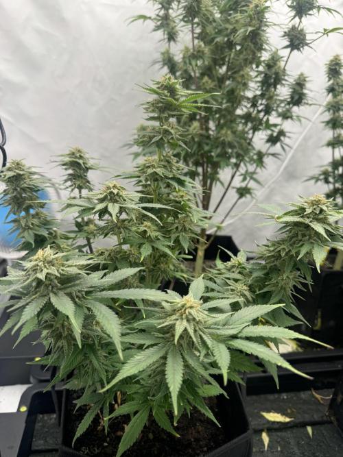 Fast Buds [420] Auto Run. Week 10