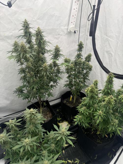 Fast Buds [420] Auto Run. Week 10