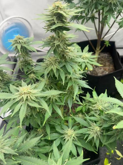 Fast Buds [420] Auto Run