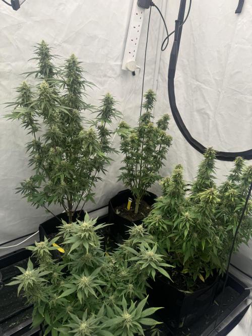 Fast Buds [420] Auto Run. Week 10