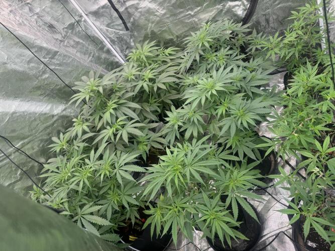 Fast Buds [420] Auto Run. Week 10