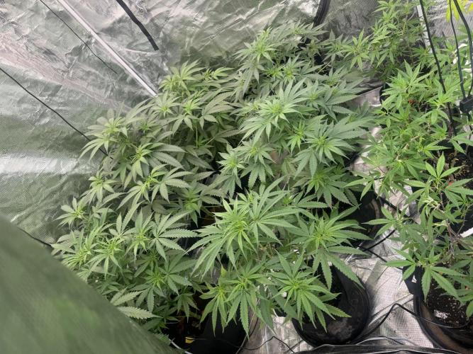 Fast Buds [420] Auto Run. Week 10