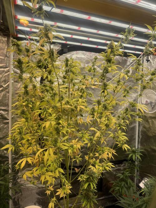 Blueberry Zkittlez [Sensi Seeds]. Week 10