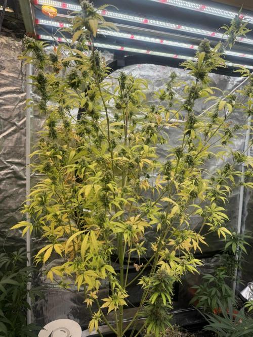 Blueberry Zkittlez [Sensi Seeds]. Week 10