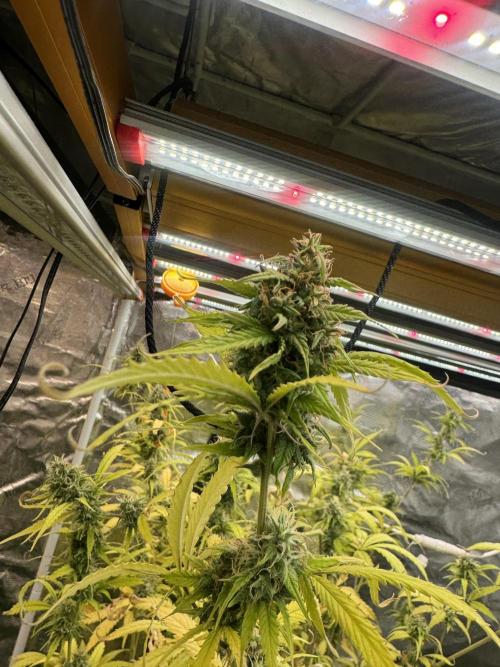 Blueberry Zkittlez [Sensi Seeds]. Week 10