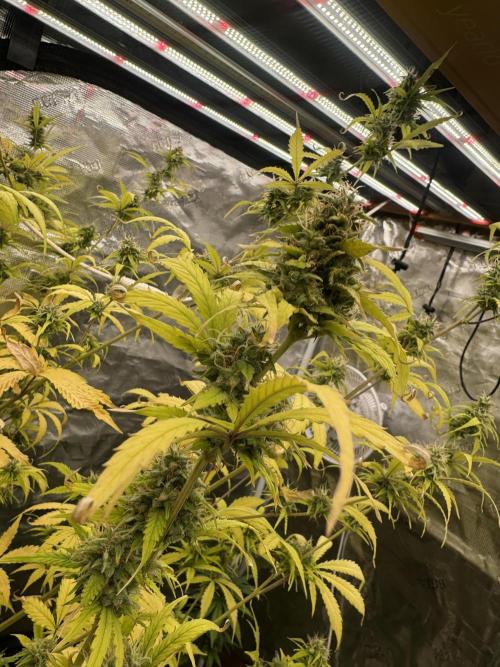 Blueberry Zkittlez [Sensi Seeds]. Week 10