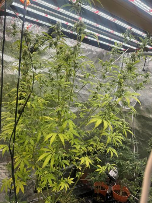 Blueberry Zkittlez [Sensi Seeds]. Week 10