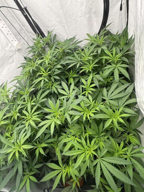 Banana Dance [Freedom of Seeds]. Week 1