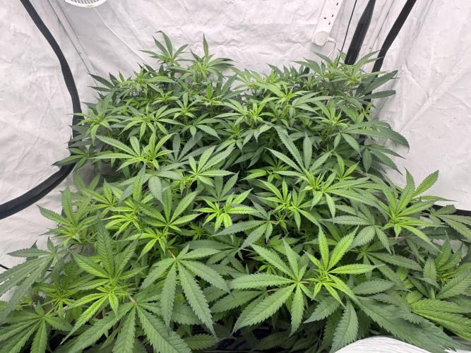 Banana Dance [Freedom of Seeds]. Week 1