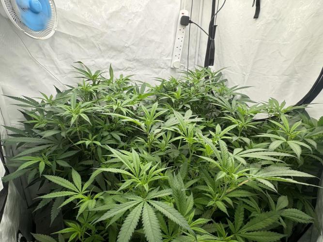 Banana Dance [Freedom of Seeds]. Week 1