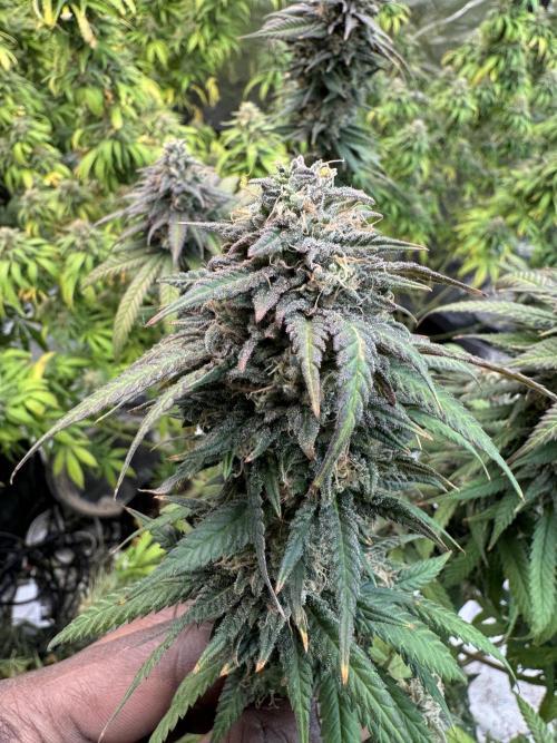 Banana Dance [Freedom of Seeds]. Week 1 - Last run
