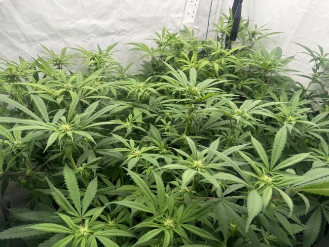 Banana Dance [Freedom of Seeds]. Week 2