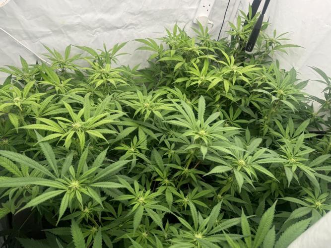 Banana Dance [Freedom of Seeds]. Week 2