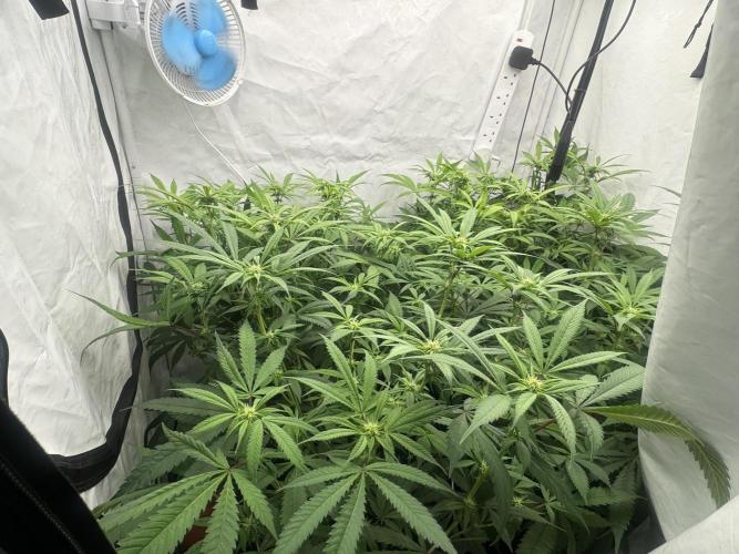 Banana Dance [Freedom of Seeds]. Week 2
