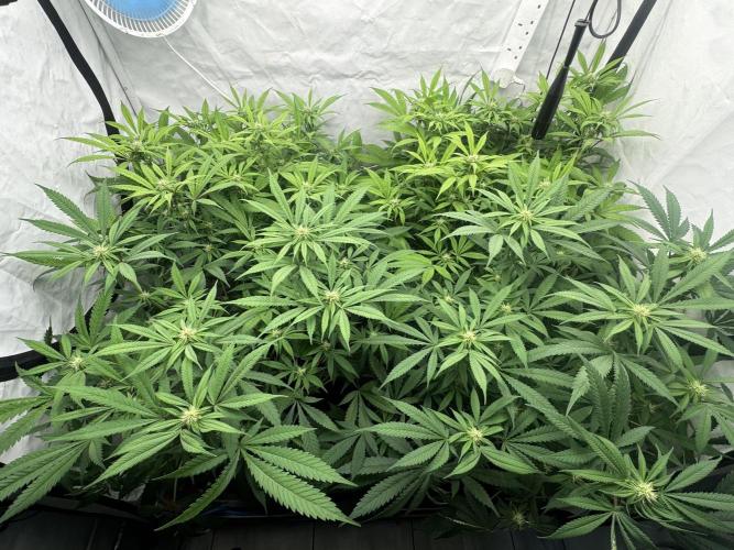 Banana Dance [Freedom of Seeds]. Week 3