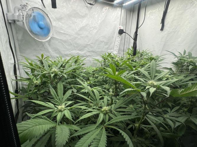 Banana Dance [Freedom of Seeds]. Week 3