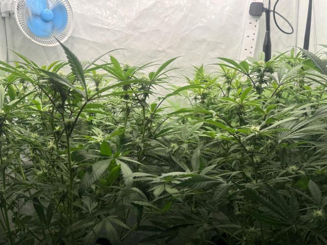 Banana Dance [Freedom of Seeds]. Week 3