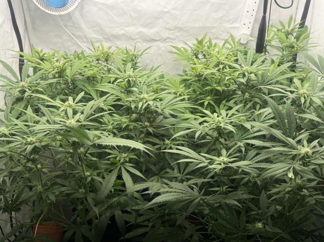 Banana Dance [Freedom of Seeds]. Week 3