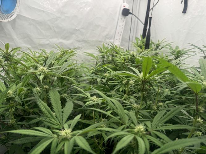 Banana Dance [Freedom of Seeds]. Week 3