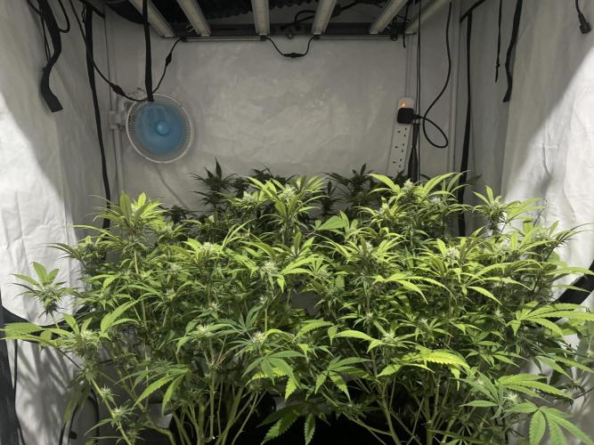 Banana Dance [Freedom of Seeds]. Week 4