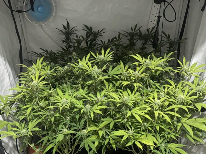 Banana Dance [Freedom of Seeds]. Week 4