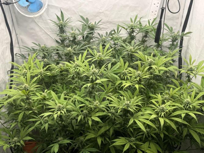Banana Dance [Freedom of Seeds]. Week 4