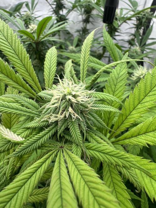 Banana Dance [Freedom of Seeds]. Week 4