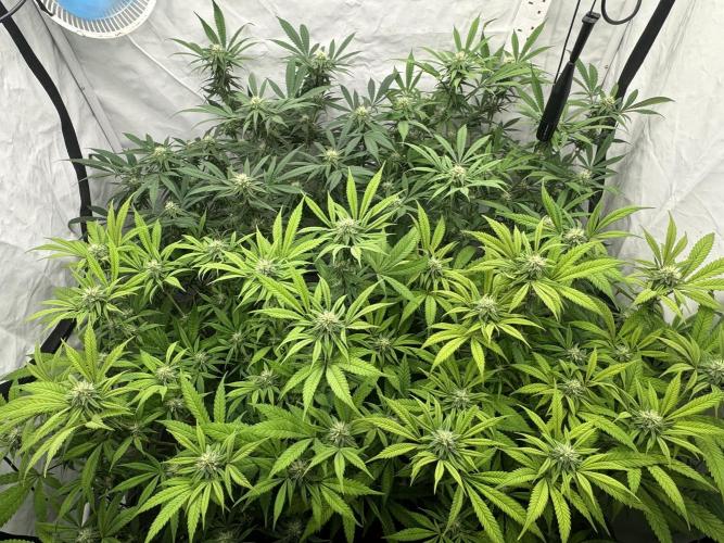 Banana Dance [Freedom of Seeds]. Week 4