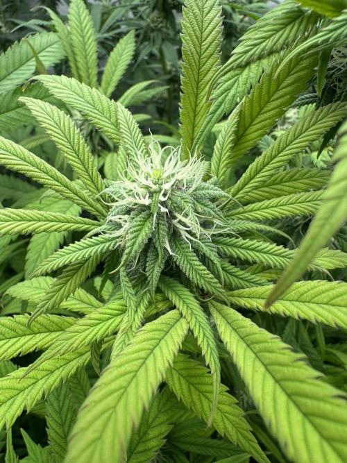 Banana Dance [Freedom of Seeds]. Week 4