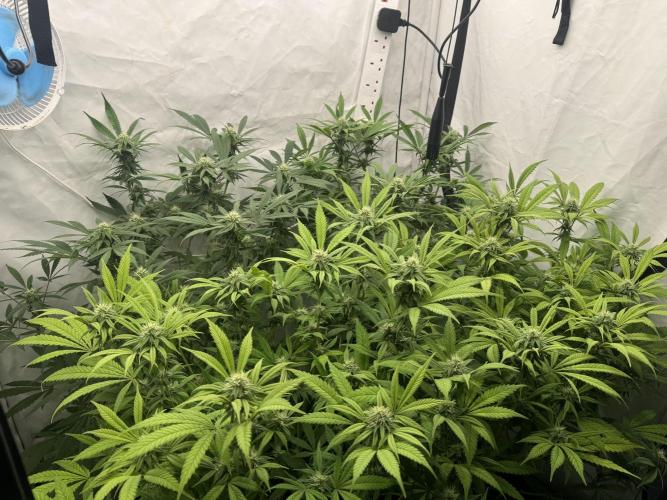 Banana Dance [Freedom of Seeds]. Week 4