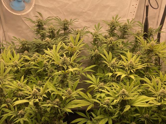 Banana Dance [Freedom of Seeds]. Week 5