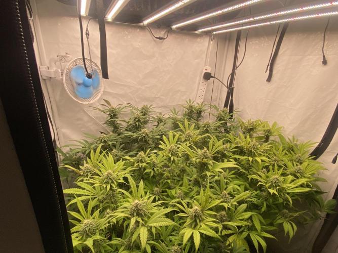 Banana Dance [Freedom of Seeds]. Week 5