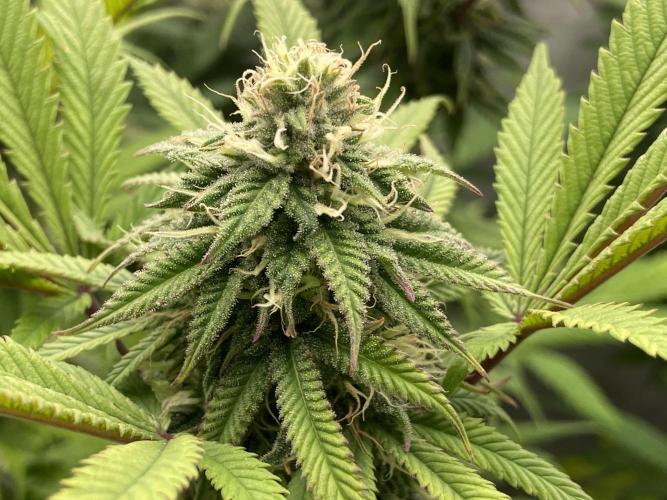 Banana Dance [Freedom of Seeds]. Week 5