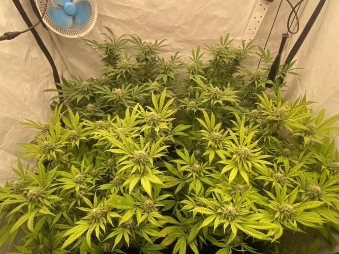 Banana Dance [Freedom of Seeds]. Week 5
